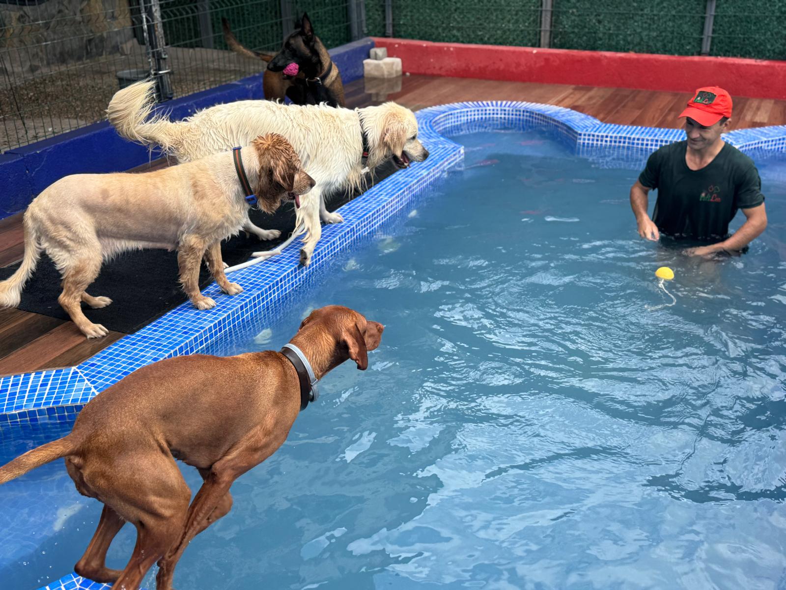 Köpeklere özel yüzme havuzu