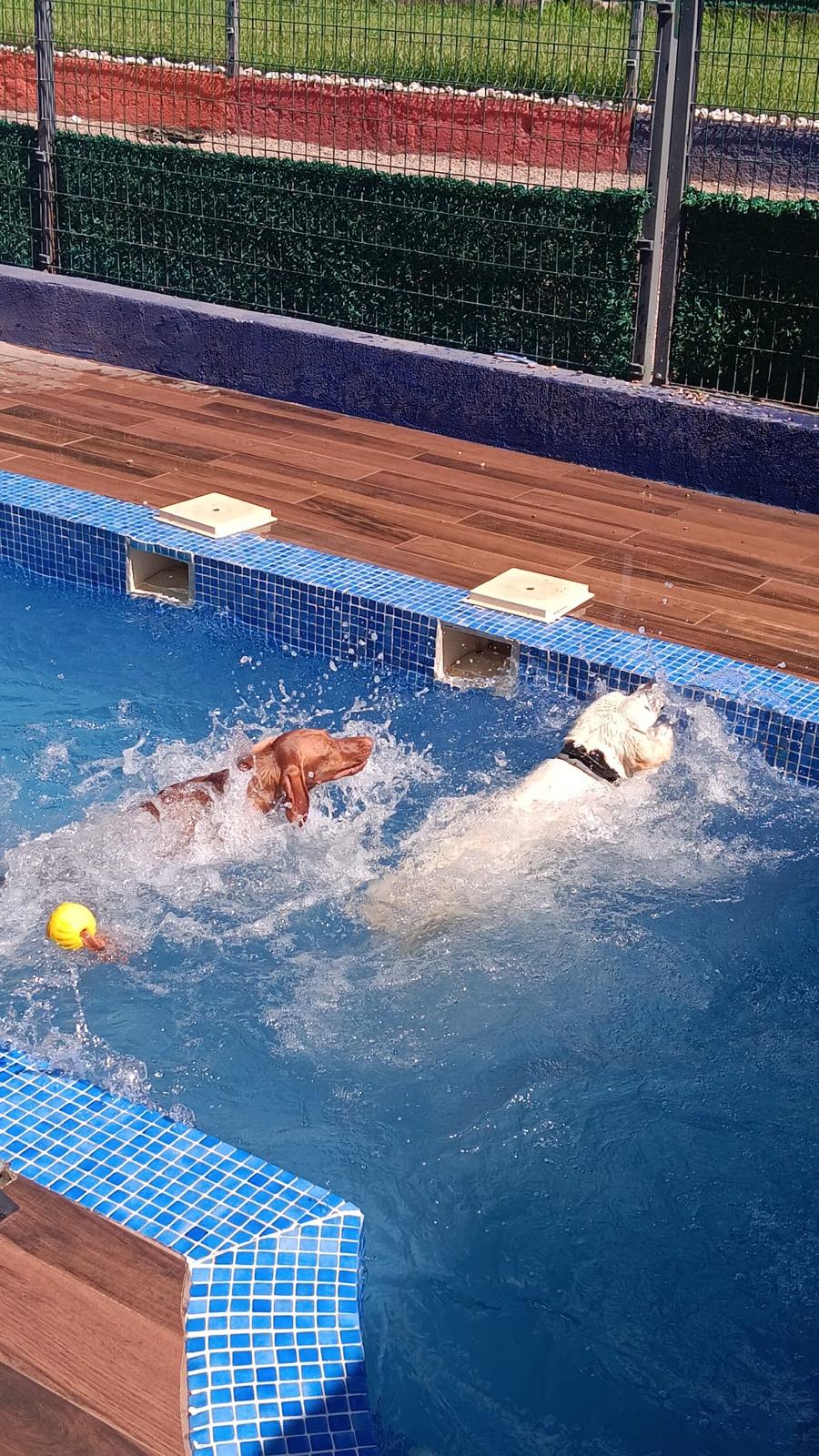 Köpek havuzunda oyun