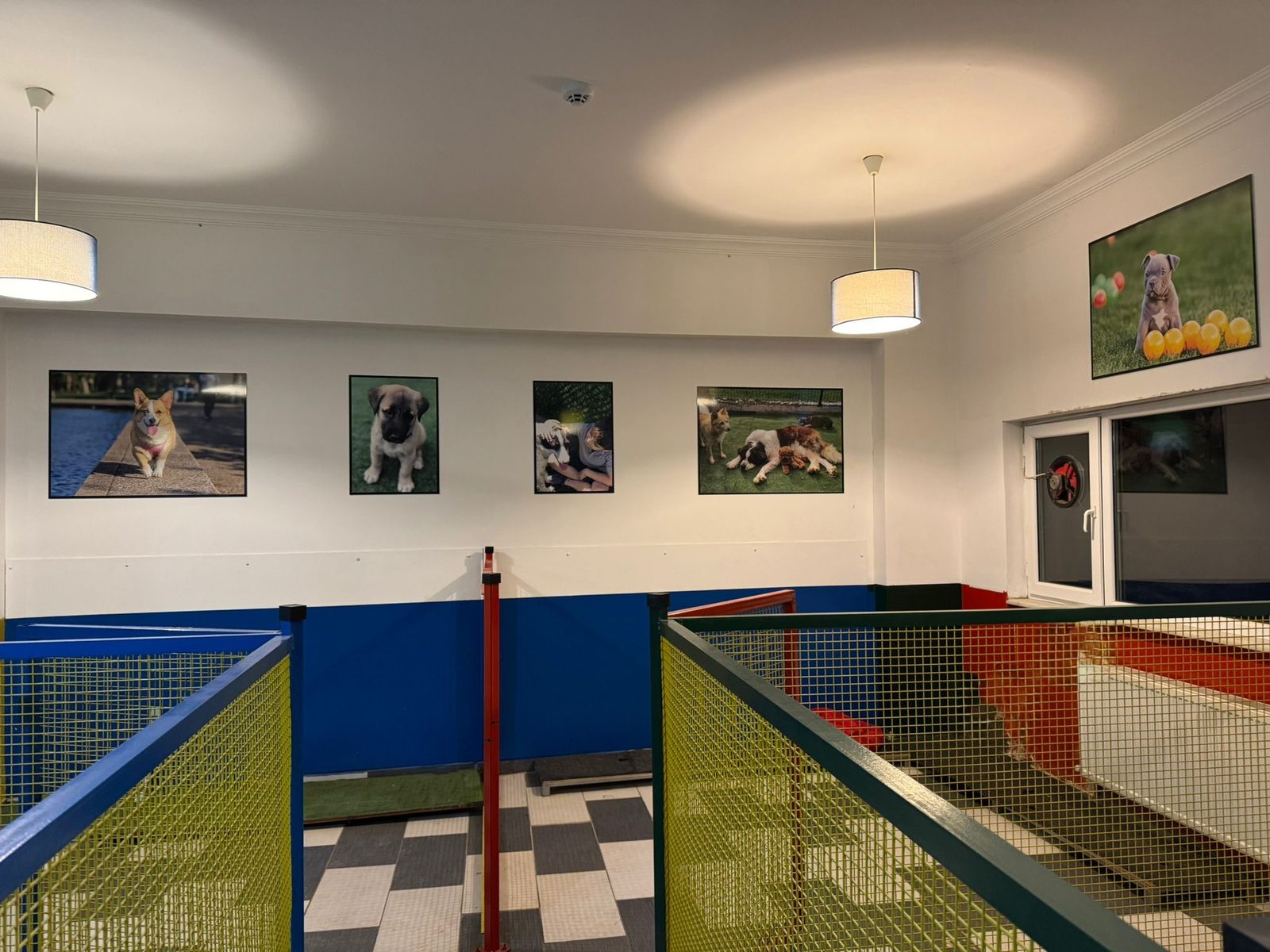 Kafessiz köpek konaklama salonu