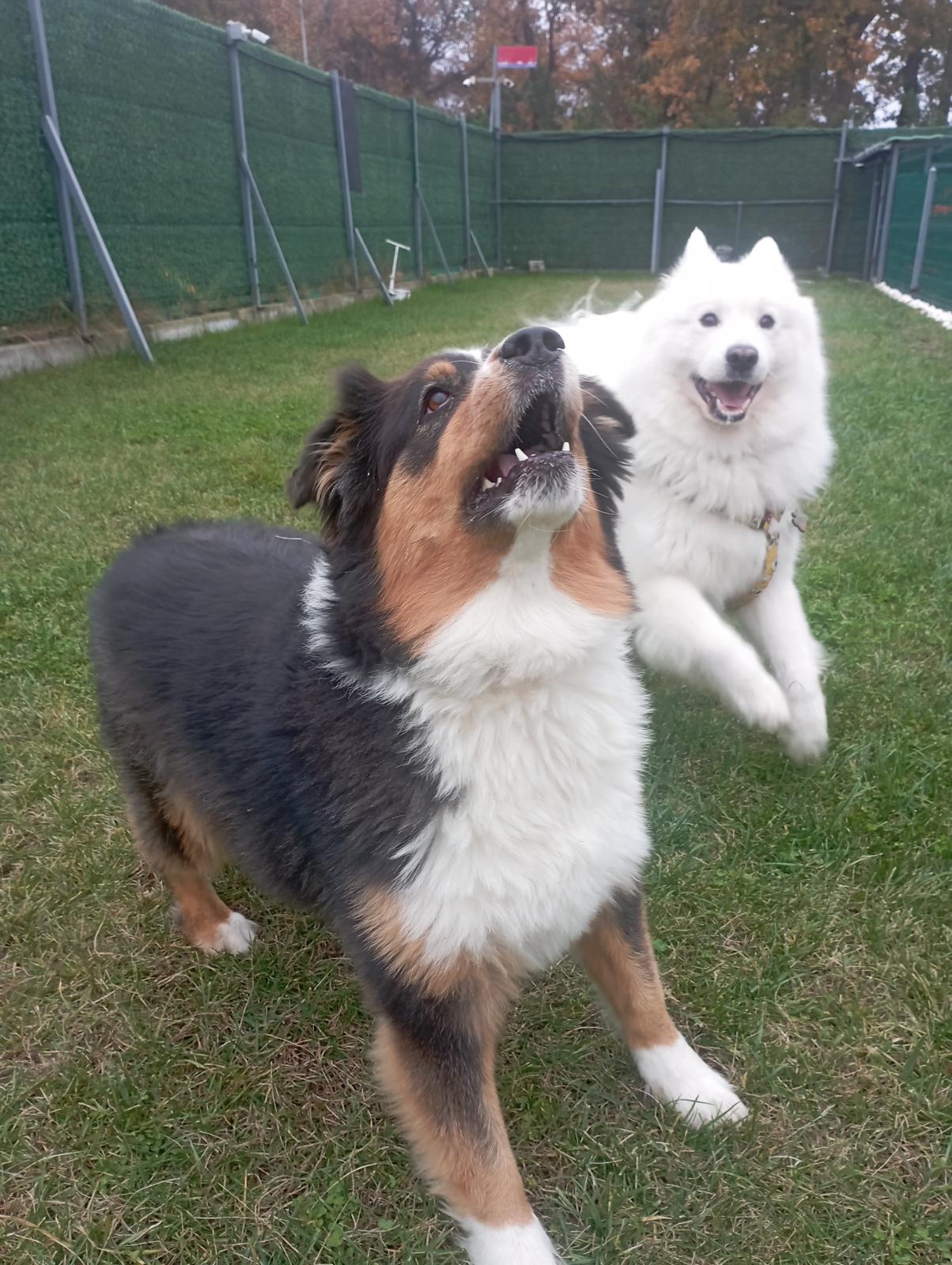 Misafirimiz Luna ve Rio