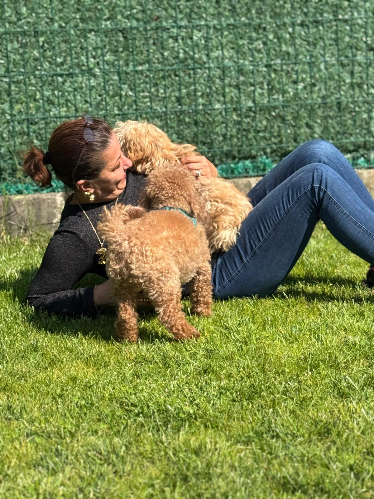 Misafirimiz sevimli poodle