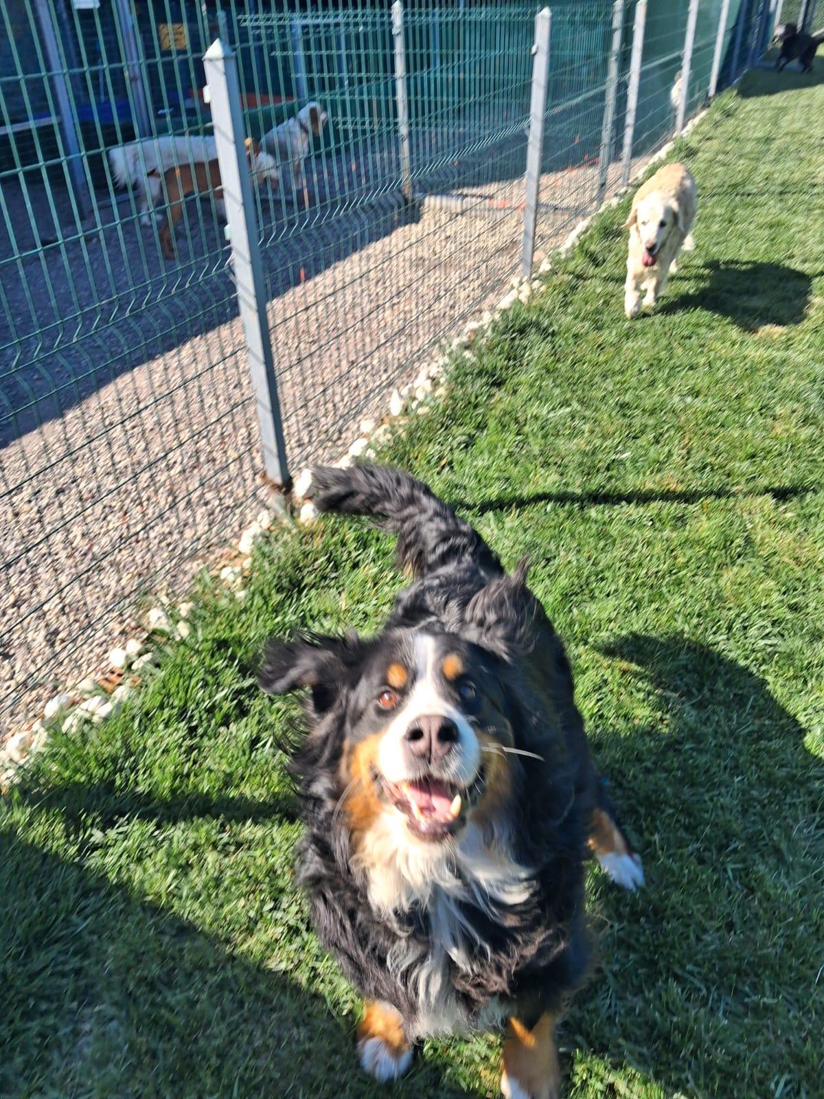Oyun oynayan misafir köpek