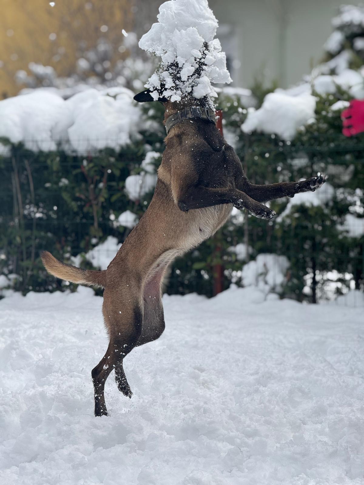 Karda oynayan köpek