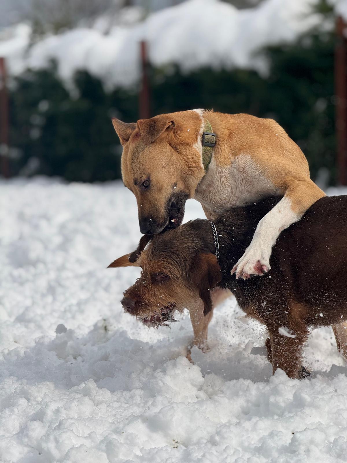 Karda koşan köpekler