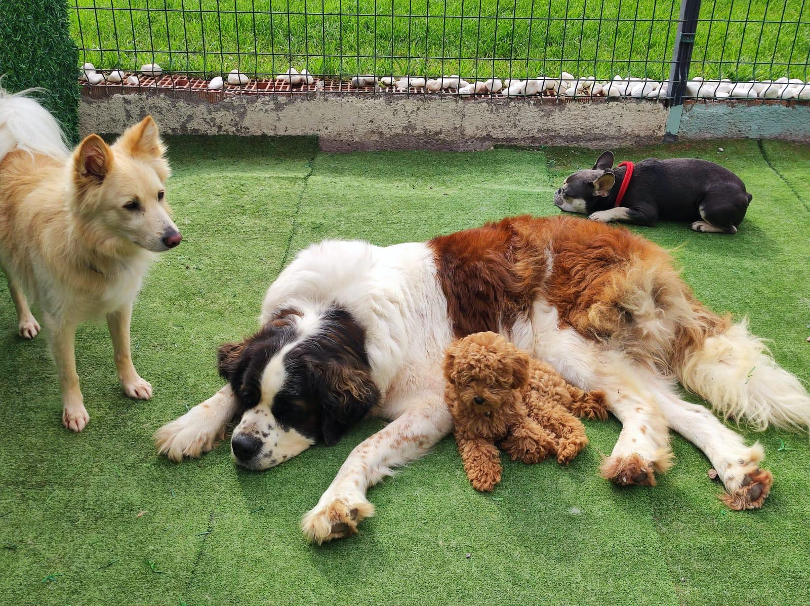 Yogi ve Latte birlikte
