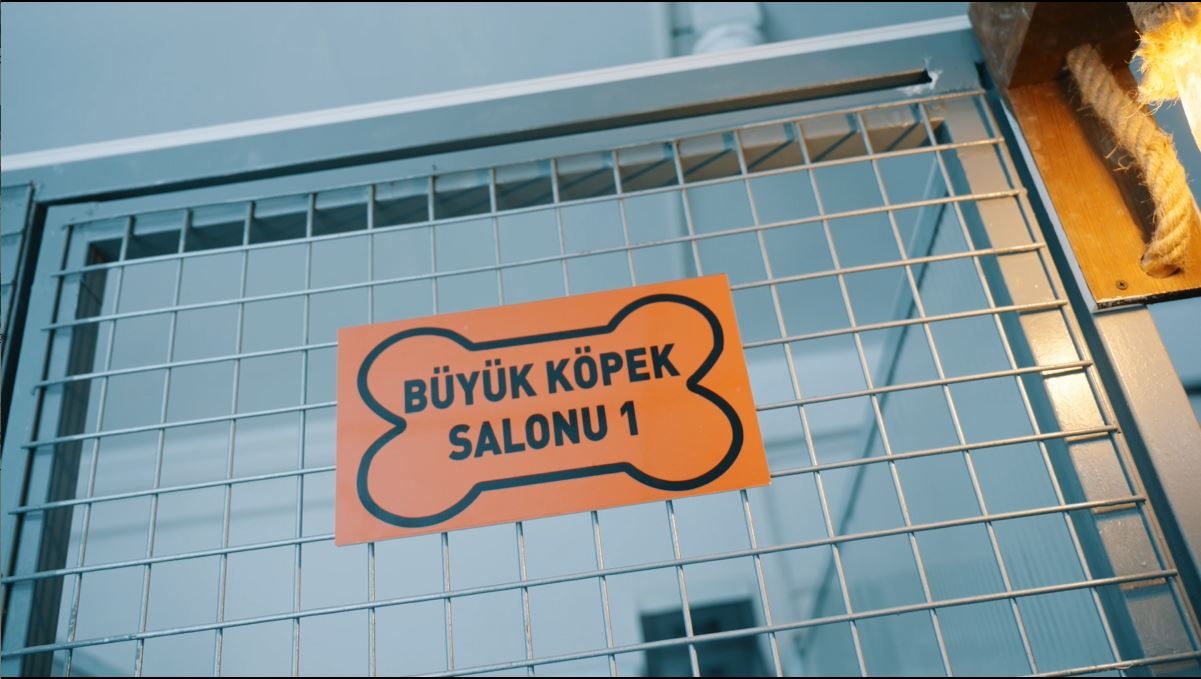 Kafessiz büyük köpek konaklama salonu