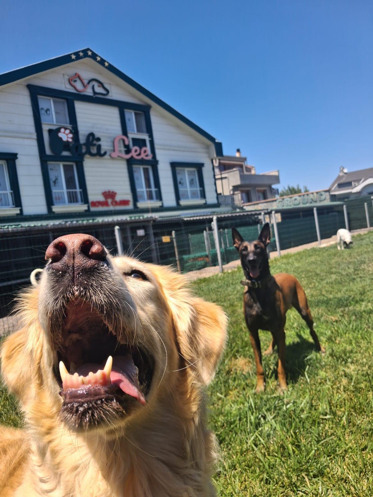 PatiLee Premium Pet Resort tesisinden bir görünüm