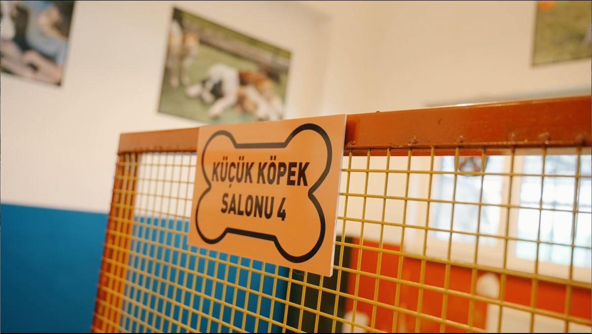Köpek kreşi oyun salonu